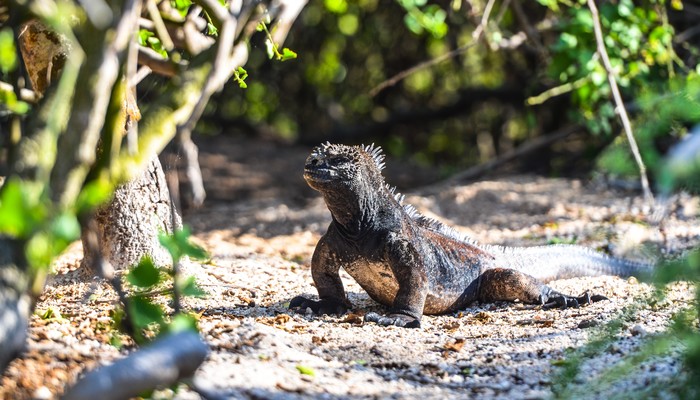 Galapagos Islands - Marine iguana